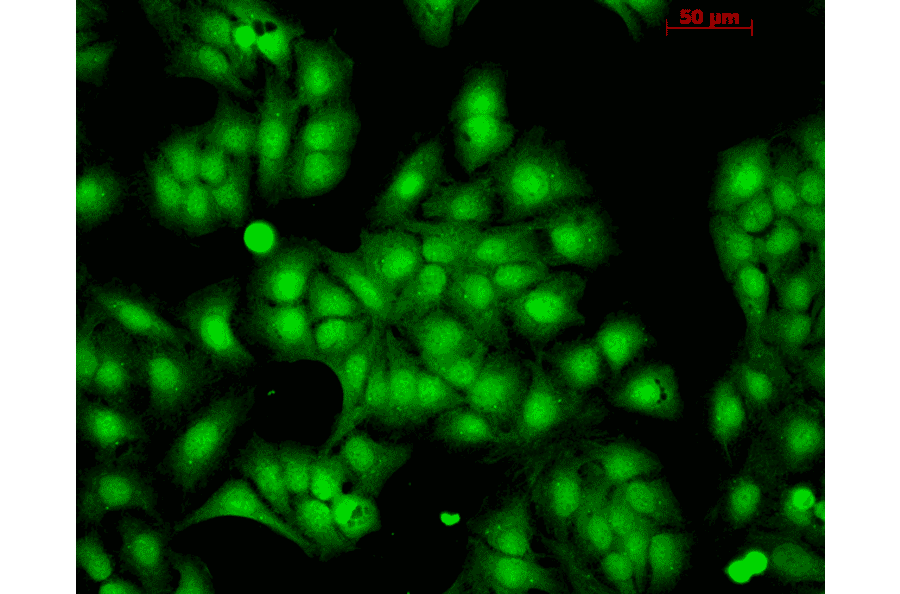 Immunocytochemistry/Immunofluorescence - Anti-HSP22 Antibody (A304777) - Antibodies.com