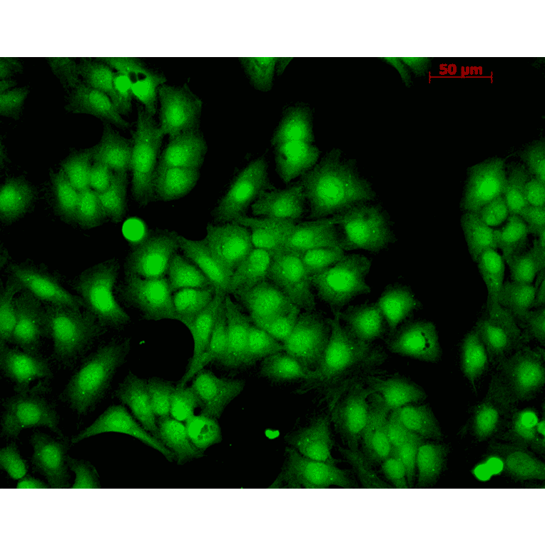 Immunocytochemistry/Immunofluorescence - Anti-HSP22 Antibody (A304777) - Antibodies.com