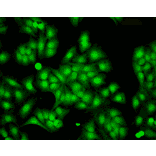 Immunocytochemistry/Immunofluorescence - Anti-HSP22 Antibody (A304777) - Antibodies.com