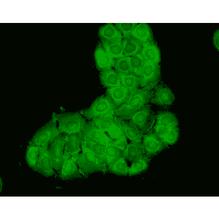 Immunocytochemistry/Immunofluorescence - Anti-HSC70 Antibody [1F2-H5] (A304778) - Antibodies.com