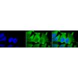 Immunocytochemistry/Immunofluorescence - Anti-HSC70 Antibody [1F2-H5] (A304778) - Antibodies.com