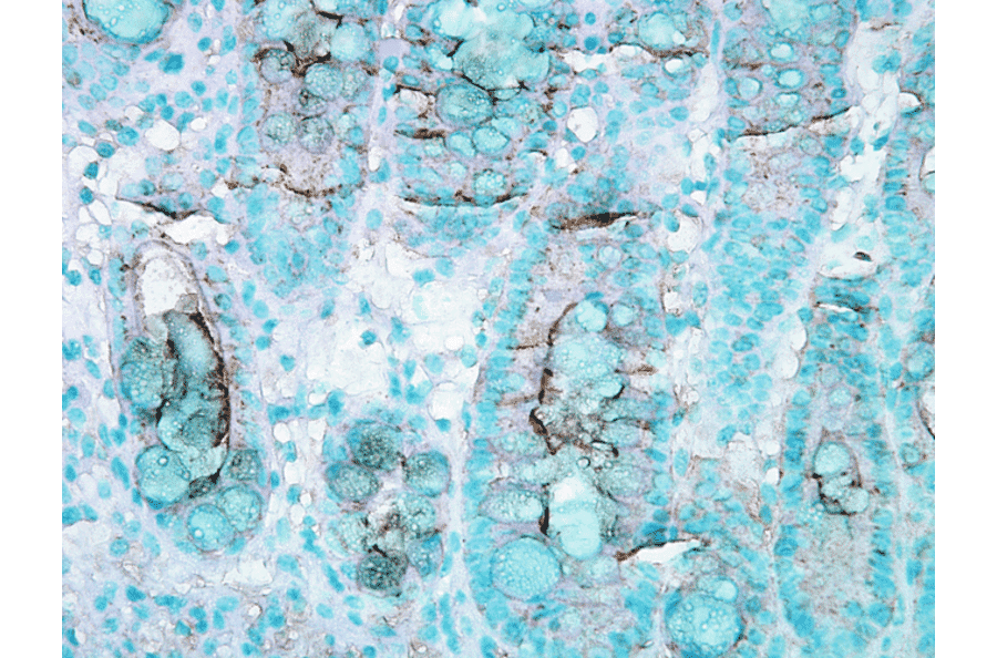 Immunohistochemistry - Anti-HSC70 Antibody (A304779) - Antibodies.com