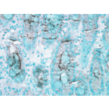 Immunohistochemistry - Anti-HSC70 Antibody (A304779) - Antibodies.com