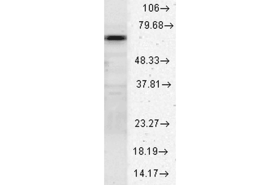 Western Blot - Anti-HSC70 Antibody (A304779) - Antibodies.com