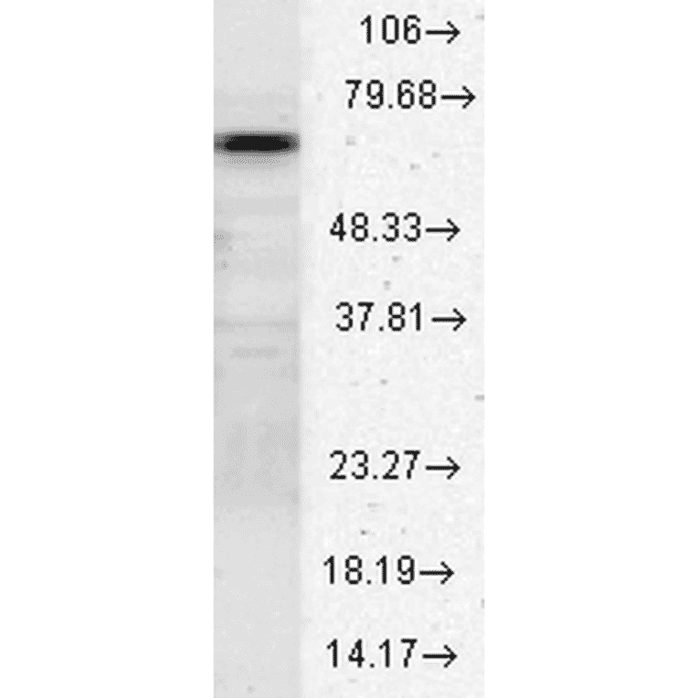 Western Blot - Anti-HSC70 Antibody (A304779) - Antibodies.com