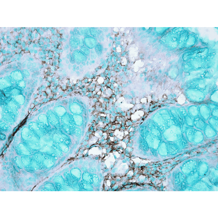 Immunohistochemistry - Anti-HSC70 Antibody (A304779) - Antibodies.com