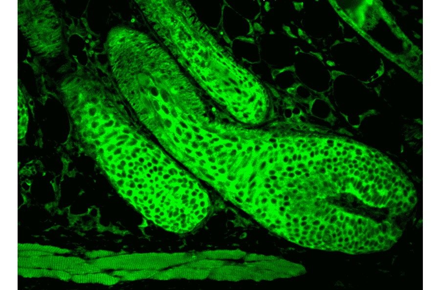 Immunohistochemistry - Anti-HSC70 Antibody (A304779) - Antibodies.com