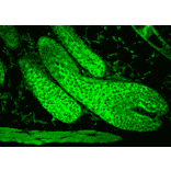 Immunohistochemistry - Anti-HSC70 Antibody (A304779) - Antibodies.com