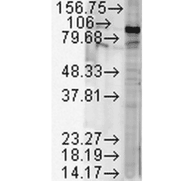 Western Blot - Anti-HSP90 beta Antibody (A304780) - Antibodies.com