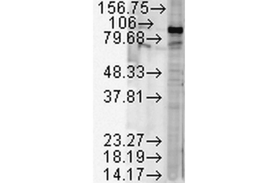 Western Blot - Anti-HSP90 beta Antibody (A304780) - Antibodies.com