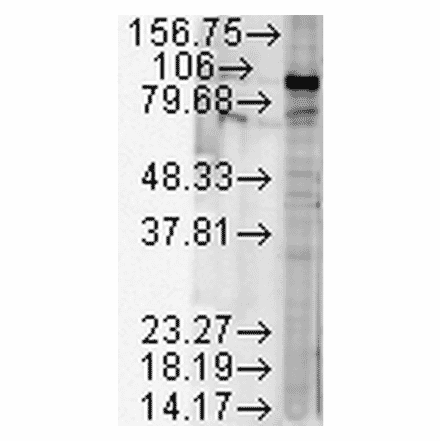 Western Blot - Anti-HSP90 beta Antibody (A304780) - Antibodies.com