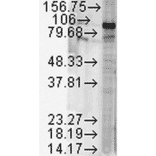 Western Blot - Anti-HSP90 beta Antibody (A304780) - Antibodies.com