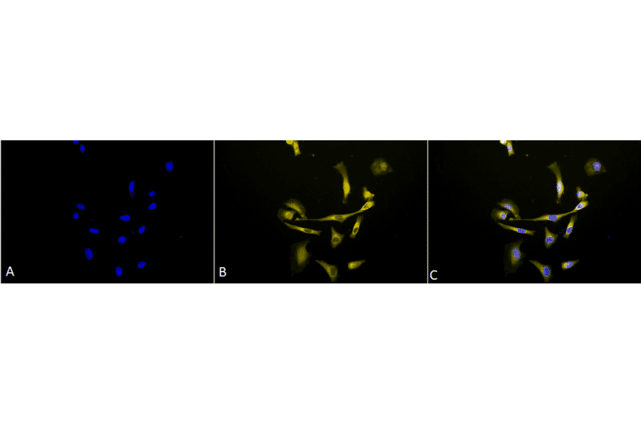 Immunocytochemistry/Immunofluorescence - Anti-HSP90 beta Antibody (A304780) - Antibodies.com