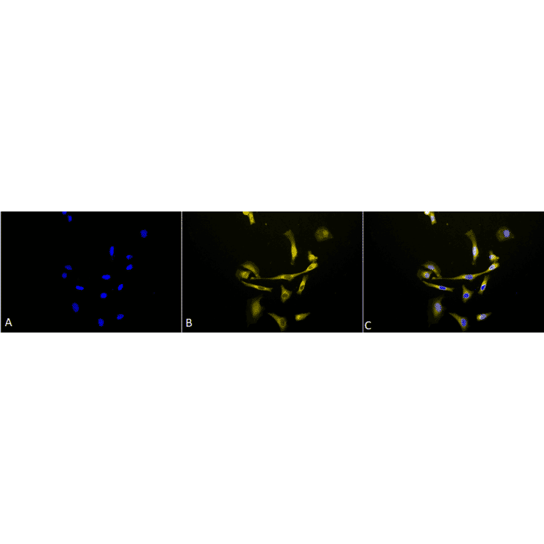 Immunocytochemistry/Immunofluorescence - Anti-HSP90 beta Antibody (A304780) - Antibodies.com