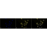 Immunocytochemistry/Immunofluorescence - Anti-HSP90 beta Antibody (A304780) - Antibodies.com