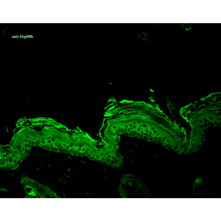 Immunohistochemistry - Anti-HSP90 beta Antibody (A304780) - Antibodies.com