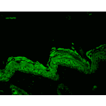 Immunohistochemistry - Anti-HSP90 beta Antibody (A304780) - Antibodies.com