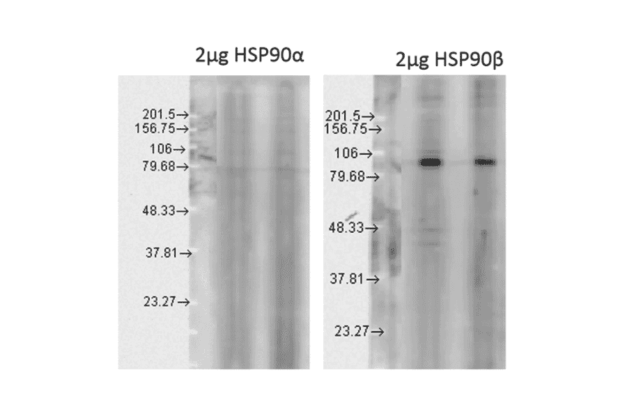 Western Blot - Anti-HSP90 beta Antibody (A304780) - Antibodies.com