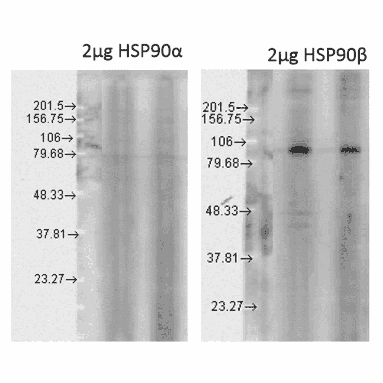 Western Blot - Anti-HSP90 beta Antibody (A304780) - Antibodies.com