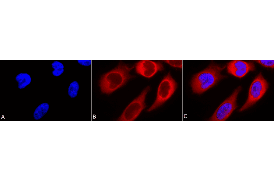 Immunocytochemistry/Immunofluorescence - Anti-HSP90 beta Antibody (A304780) - Antibodies.com