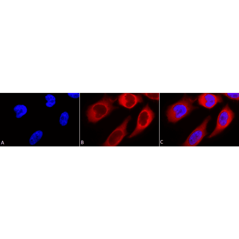 Immunocytochemistry/Immunofluorescence - Anti-HSP90 beta Antibody (A304780) - Antibodies.com