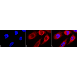 Immunocytochemistry/Immunofluorescence - Anti-HSP90 beta Antibody (A304780) - Antibodies.com