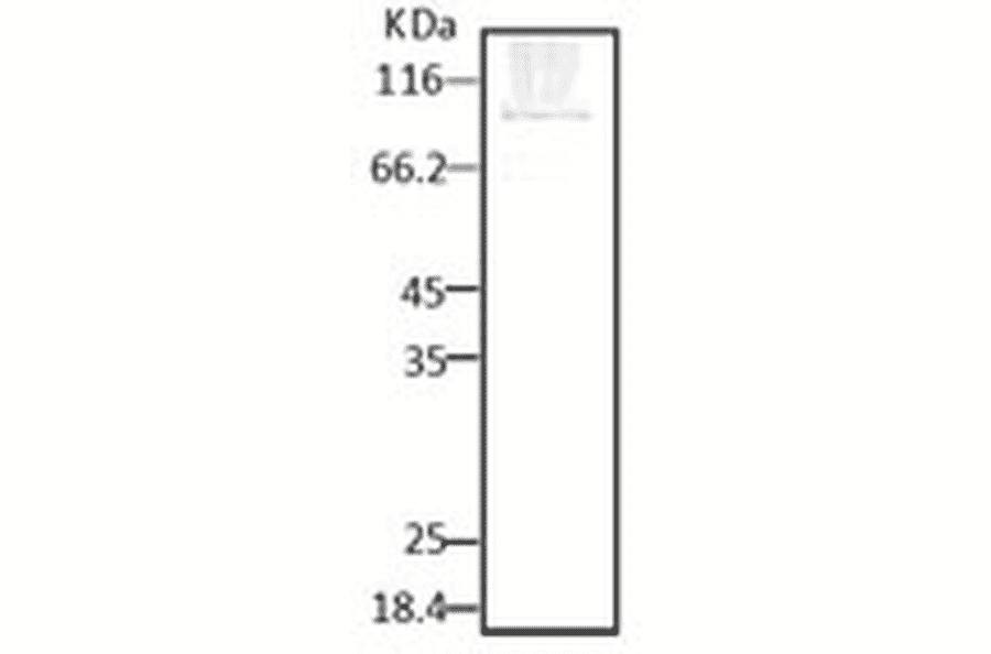 Western Blot - Anti-HSP90 Antibody (A304781) - Antibodies.com