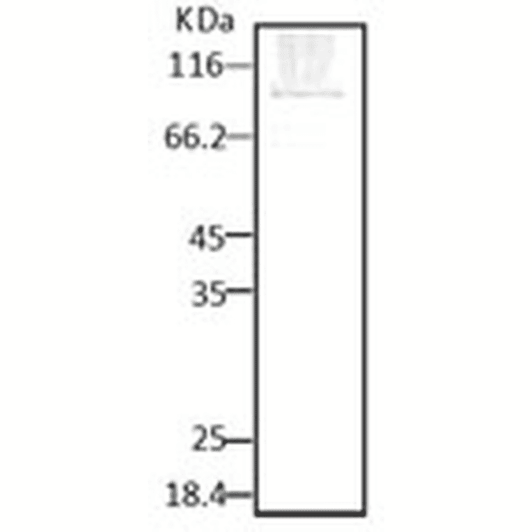 Western Blot - Anti-HSP90 Antibody (A304781) - Antibodies.com