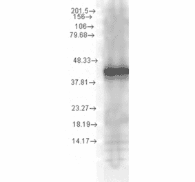 Western Blot - Anti-HSP40 Antibody [1G10.H8] (A304782) - Antibodies.com