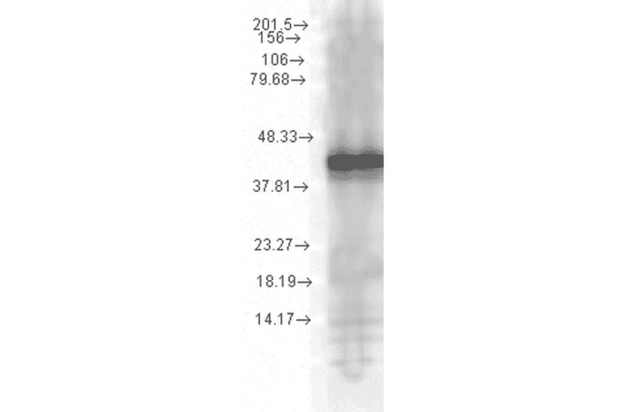 Western Blot - Anti-HSP40 Antibody [1G10.H8] (A304782) - Antibodies.com