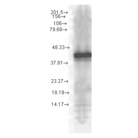 Western Blot - Anti-HSP40 Antibody [1G10.H8] (A304782) - Antibodies.com