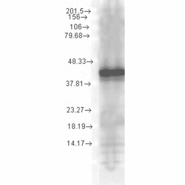Western Blot - Anti-HSP40 Antibody [1G10.H8] (A304782) - Antibodies.com