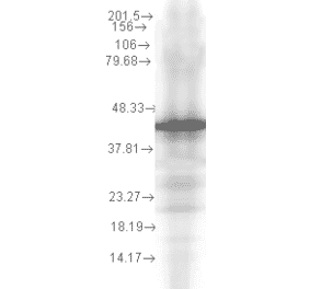 Western Blot - Anti-HSP40 Antibody [2A7.H6] (A304783) - Antibodies.com