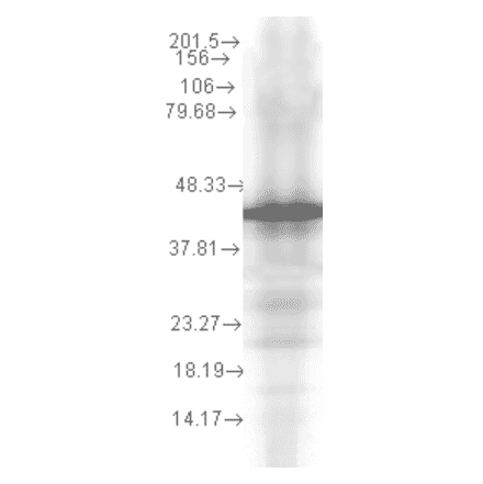 Western Blot - Anti-HSP40 Antibody [2A7.H6] (A304783) - Antibodies.com