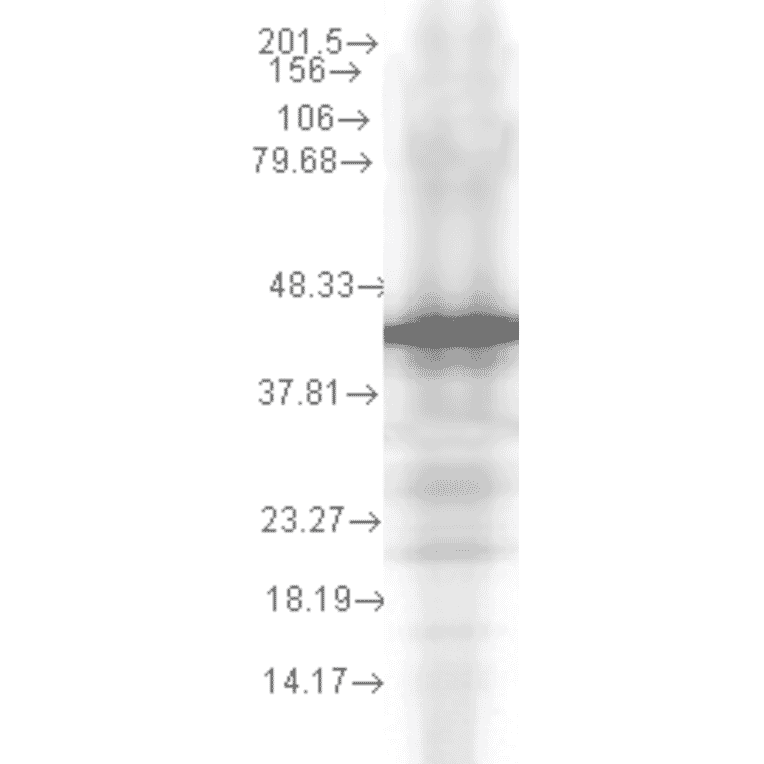 Western Blot - Anti-HSP40 Antibody [2A7.H6] (A304783) - Antibodies.com