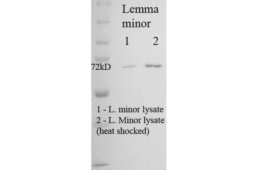 Western Blot - Anti-HSP70 Antibody [5G1-95] (A304784) - Antibodies.com