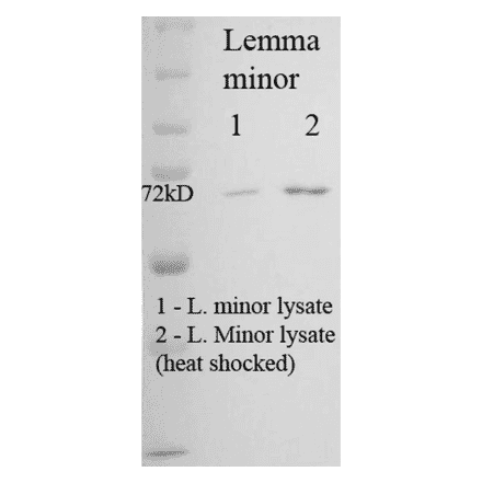 Western Blot - Anti-HSP70 Antibody [5G1-95] (A304784) - Antibodies.com