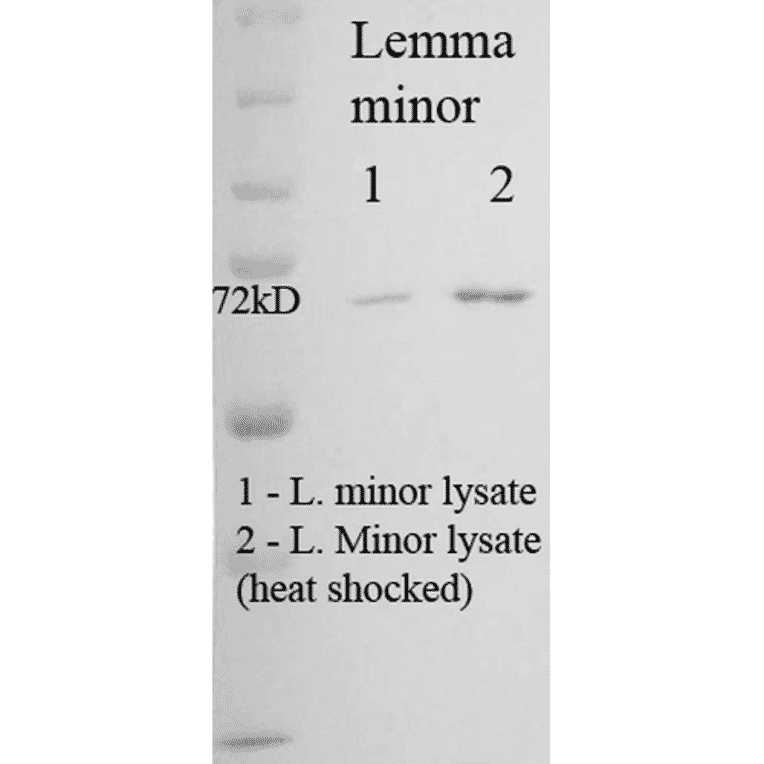 Western Blot - Anti-HSP70 Antibody [5G1-95] (A304784) - Antibodies.com