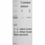 Western Blot - Anti-HSP70 Antibody [5G1-95] (A304784) - Antibodies.com