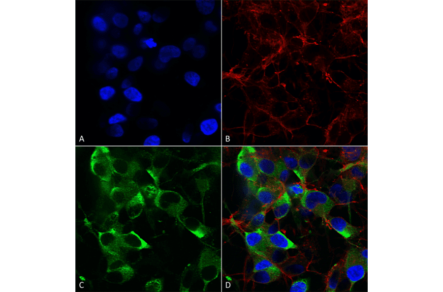 Immunocytochemistry/Immunofluorescence - Anti-KCNT1 / SLACK Antibody [N3/26] (A304785) - Antibodies.com