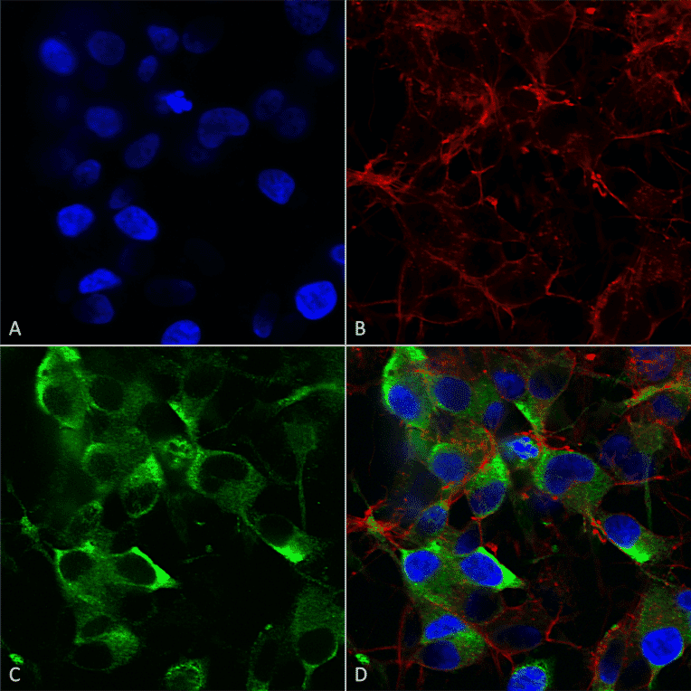 Immunocytochemistry/Immunofluorescence - Anti-KCNT1 / SLACK Antibody [N3/26] (A304785) - Antibodies.com