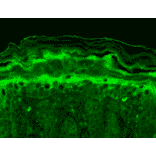 Immunohistochemistry - Anti-KCNT1 / SLACK Antibody [N3/26] (A304785) - Antibodies.com
