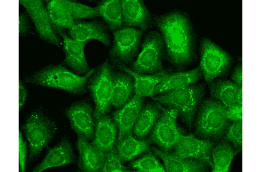 Immunocytochemistry/Immunofluorescence - Anti-KCNT1 / SLACK Antibody [N3/26] (A304785) - Antibodies.com
