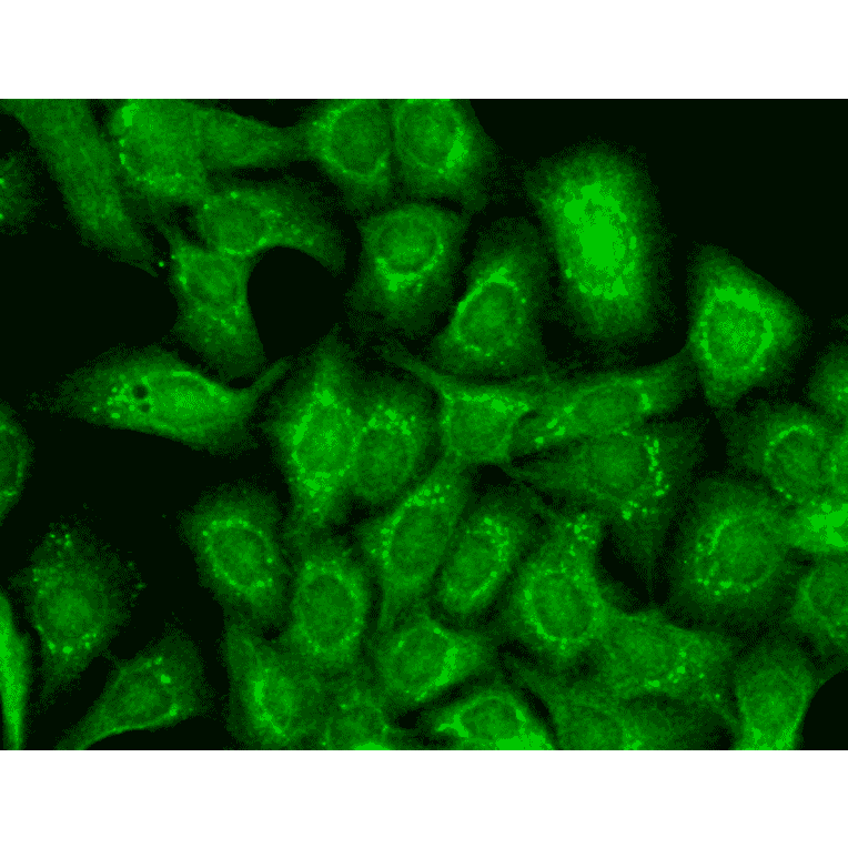 Immunocytochemistry/Immunofluorescence - Anti-KCNT1 / SLACK Antibody [N3/26] (A304785) - Antibodies.com
