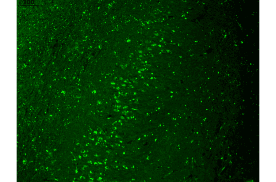 Immunohistochemistry - Anti-Kir2.1 Antibody [S112] (A304786) - Antibodies.com