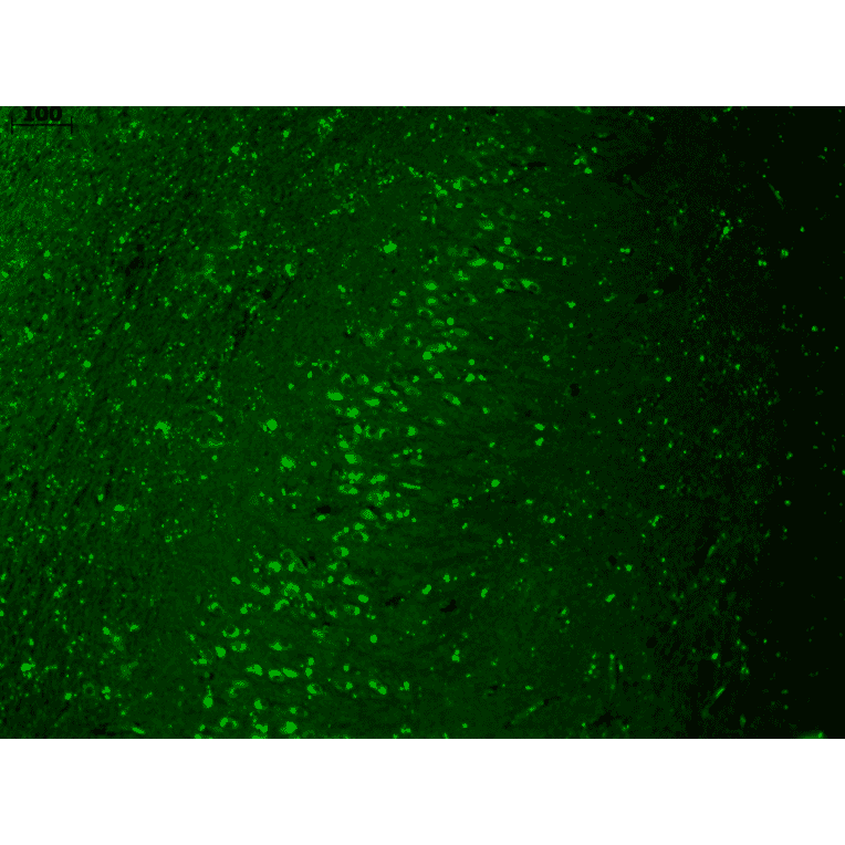 Immunohistochemistry - Anti-Kir2.1 Antibody [S112] (A304786) - Antibodies.com