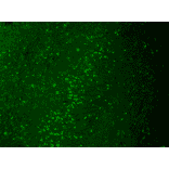Immunohistochemistry - Anti-Kir2.1 Antibody [S112] (A304786) - Antibodies.com