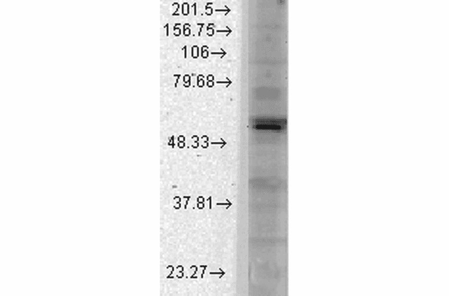 Western Blot - Anti-Kir2.1 Antibody [S112] (A304786) - Antibodies.com