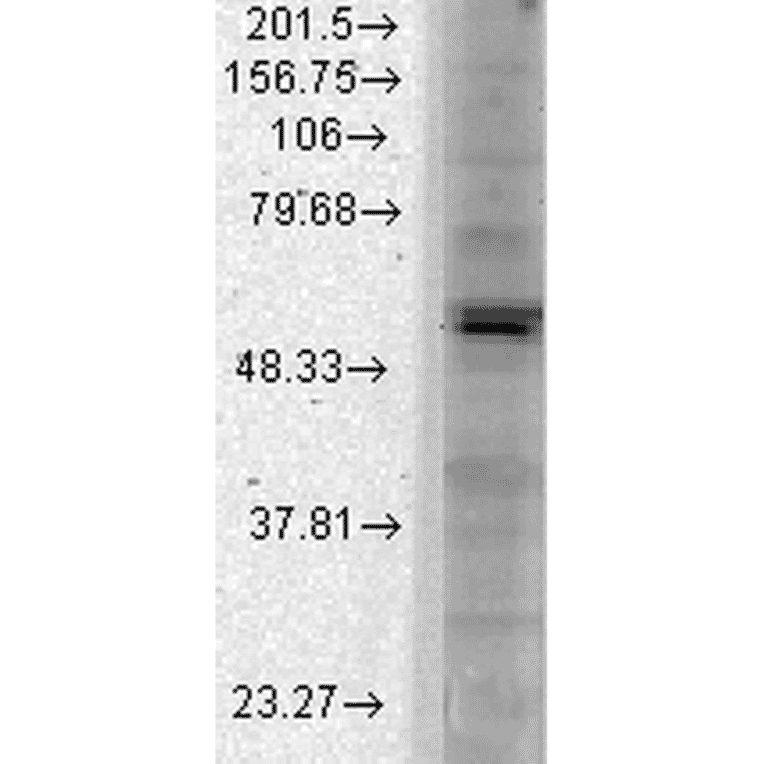 Western Blot - Anti-Kir2.1 Antibody [S112] (A304786) - Antibodies.com