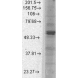 Western Blot - Anti-Kir2.1 Antibody [S112] (A304786) - Antibodies.com